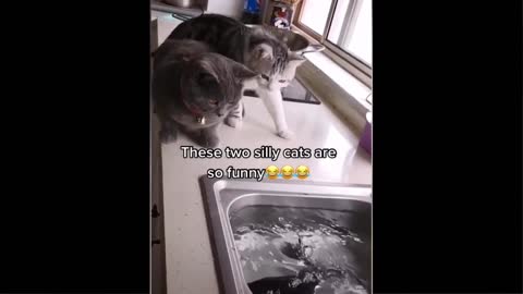 Funny cat🐱🐱 🤣🤣