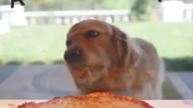 Cute funny dog thinks he is eating pizza