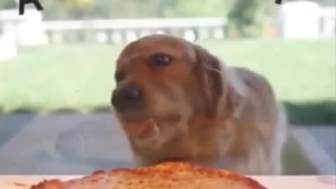 Cute funny dog thinks he is eating pizza