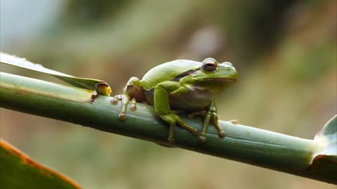 green frog on the branch