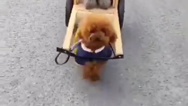 Funny dog