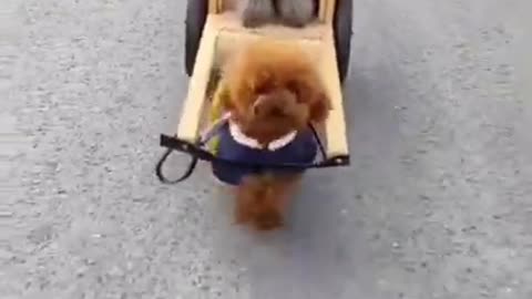 Funny dog