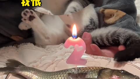 Cat's 2nd birthday, but why does she look unhappy