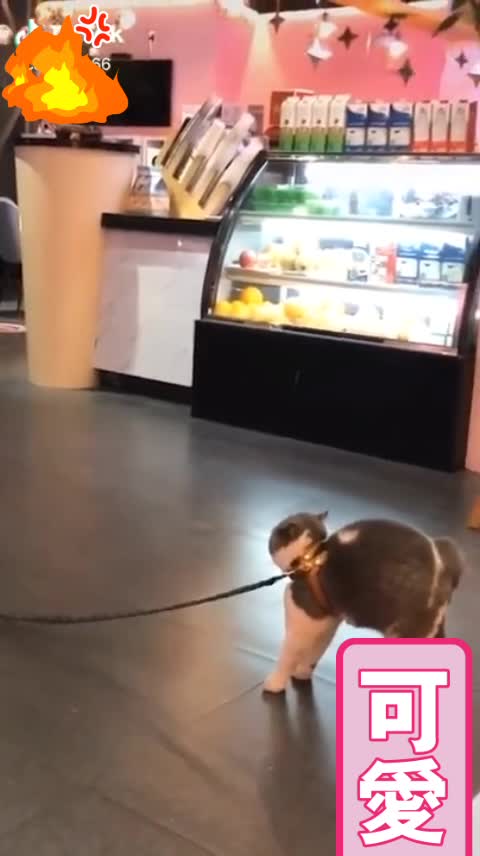 I love cats! They are so cute and they bring happiness into our lives!