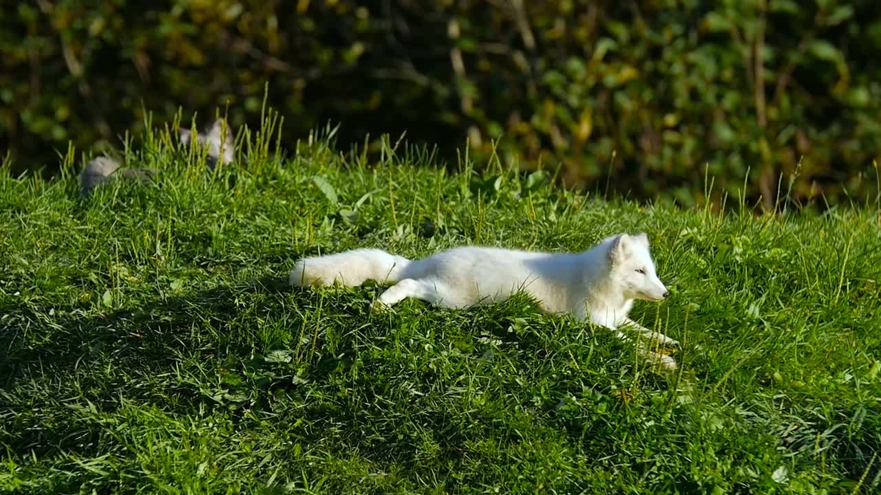 Small Arctic Fox laying down on green grass