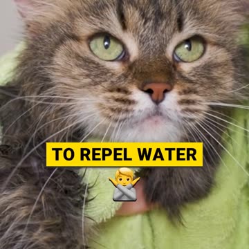 Why Cats Hate Baths 🛁😾