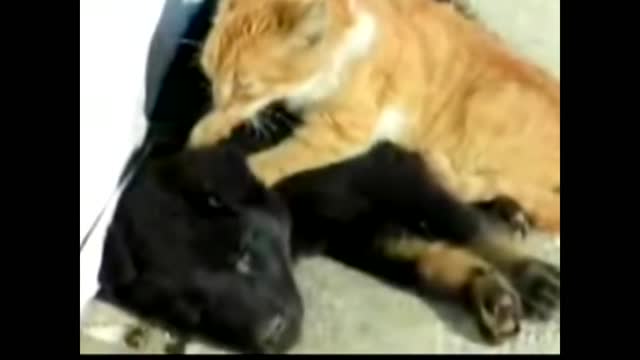 Cat massaging a dog😁