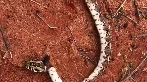 half a snake still alive