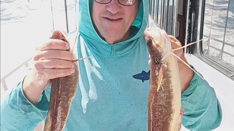 Red hake