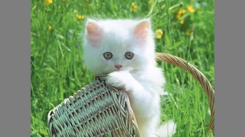 Beautiful cats