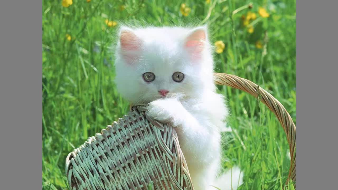 Beautiful cats