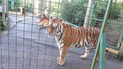 Royal Bengal Tiger
