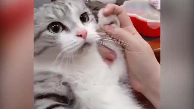 OMG So Cute ♥ Best Funny Cat Videos 2021 #34