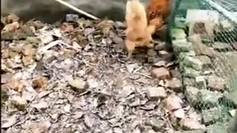 Dog vs Cock