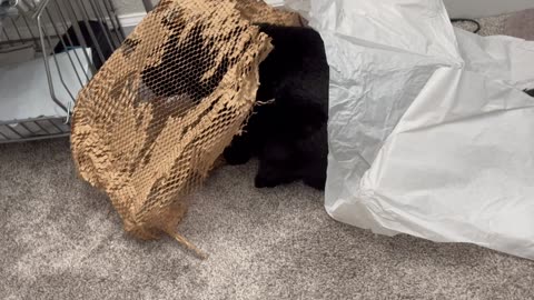 Cute Precious Piper Makes Use of the Shipping Materials - Adopting a Cat from a Shelter Vlog