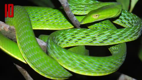 10 most beautiful snakes in the world
