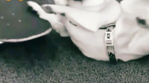 Cute funniest puppy