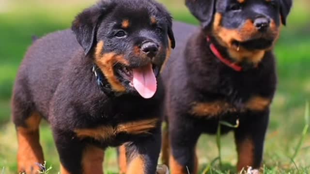 Rottweiler dog