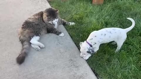 Dalmatian Puppy Preciously Plays With Elderly Cat👏🏽