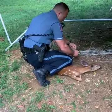 Police Officer comes to the rescue of a fawn trapped in a soccer net