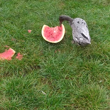 Duck ,,ballerina,, eats watermelon ;-)