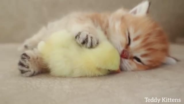 Cute cat with sleep chicken🐔