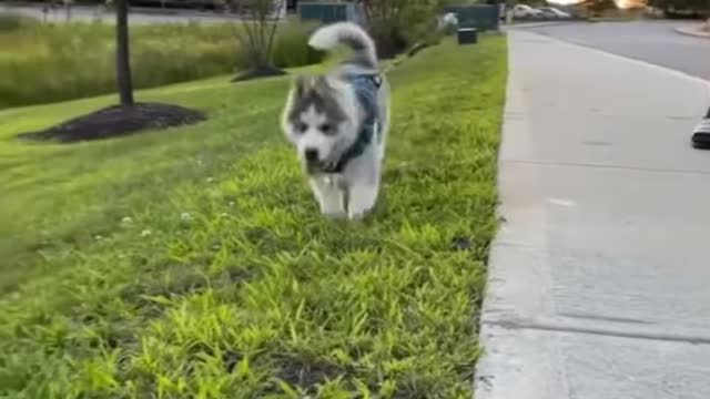 The two rules to a happy husky life