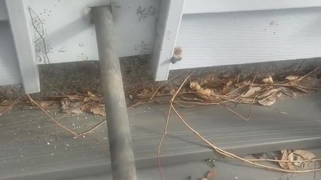 Old House Problems