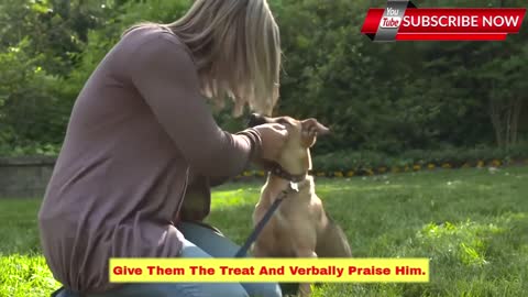 basic training for puppy dog