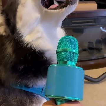 🎶🎵🎶🎙️🤣🐶😅