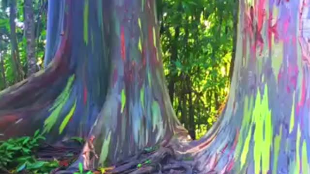 The most colourful trees #colorfull #tree #bigtrees #humanity #rainbow #trees
