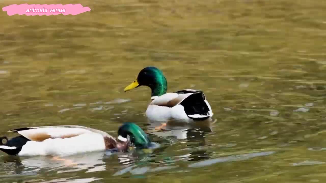 cute duck playing on the river