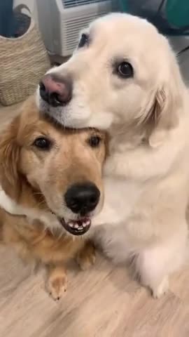 Owner Asks Dog Questions About - Who Is a Good Boy And Whom Will They Cuddle