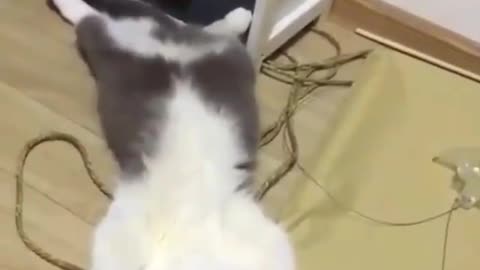 Cat snorings
