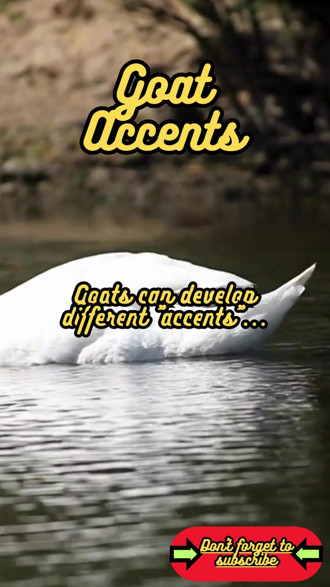 Animal Facts Goat Accents shorts