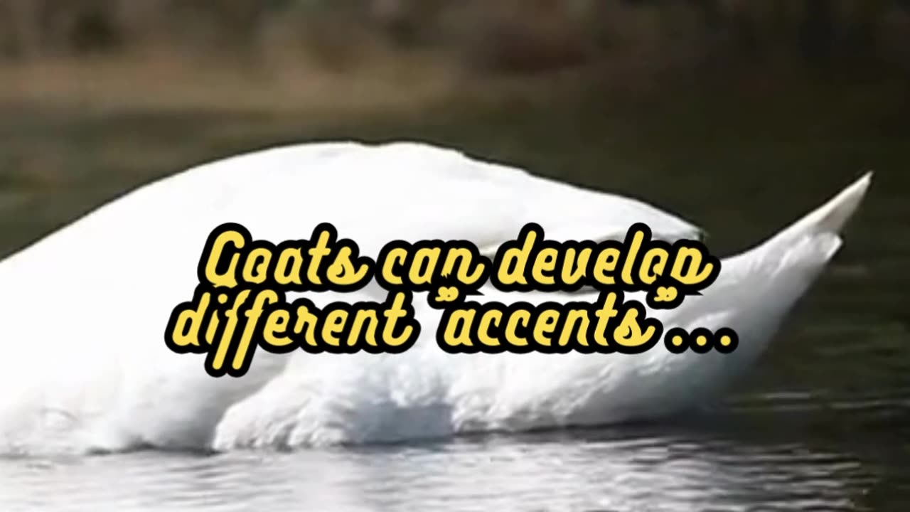 Animal Facts Goat Accents #shorts