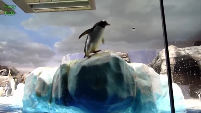 Top 10 Funniest Penguin Videos EVER