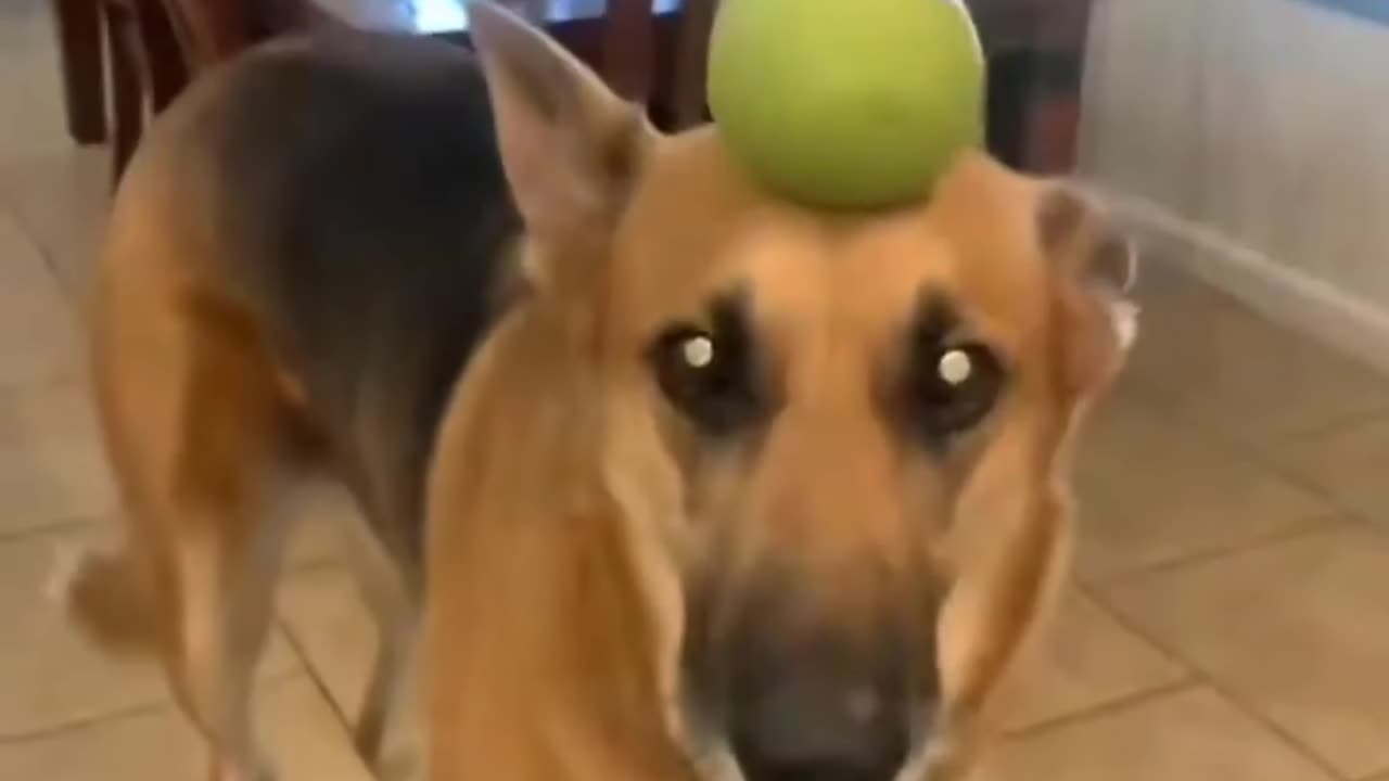Try not to laugh
