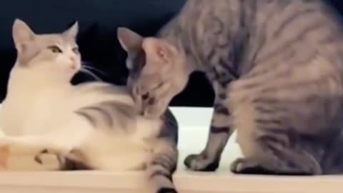 Meow Mayhem: Comedy Chaos with Cats