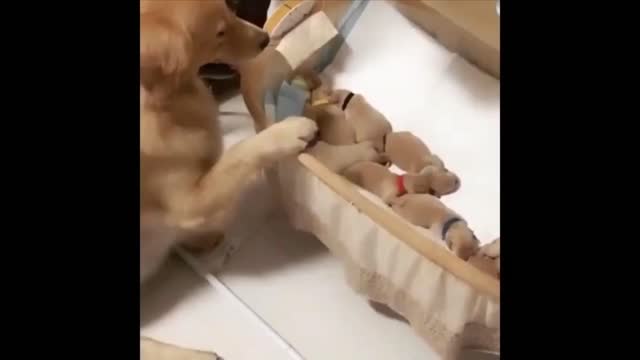 Mom dog taking care his babies