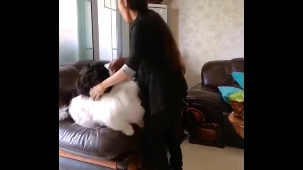 Biggest samoyed dog grooming