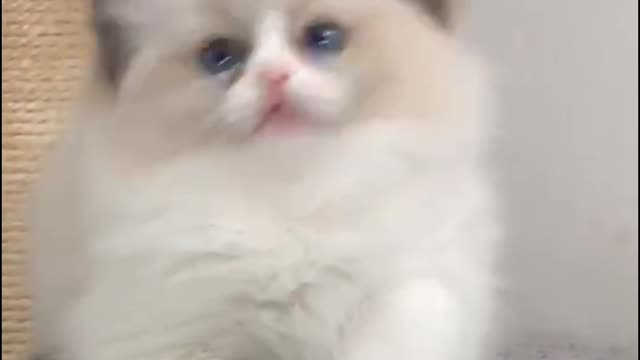 Daily life of two-color cats