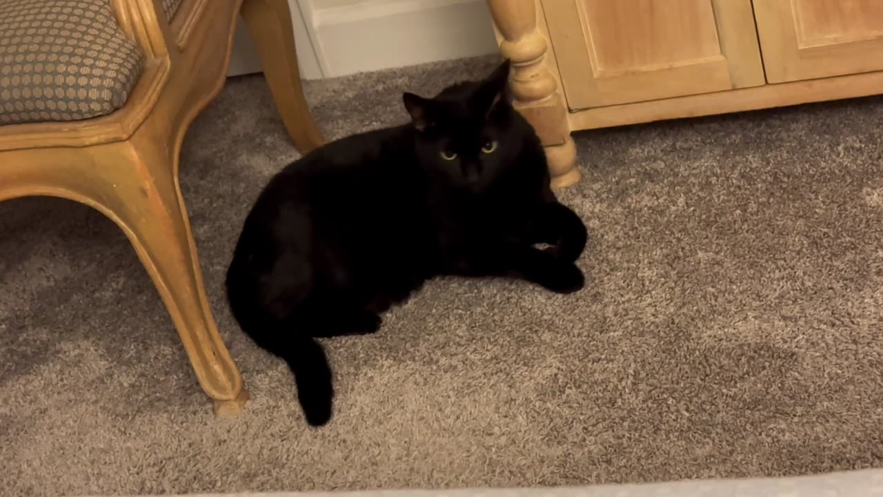 Cute Precious Piper Does Her Neck Exercises While Guarding - Adopting a Cat from a Shelter Vlog