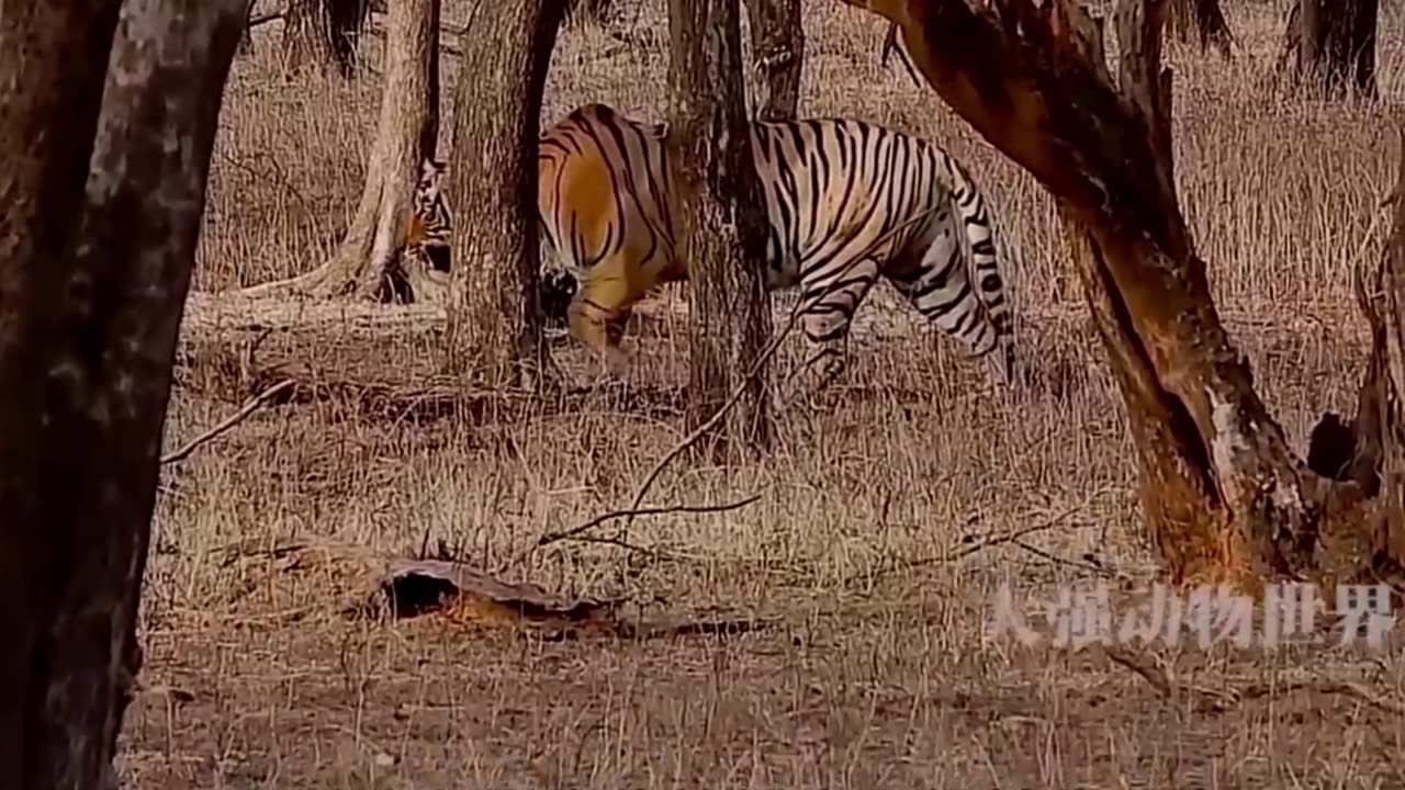 How a tiger catches prey