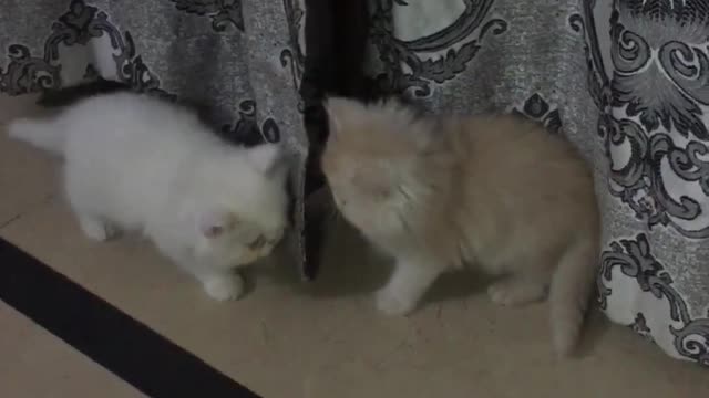 Akira and simba is playing together. How cute is this.