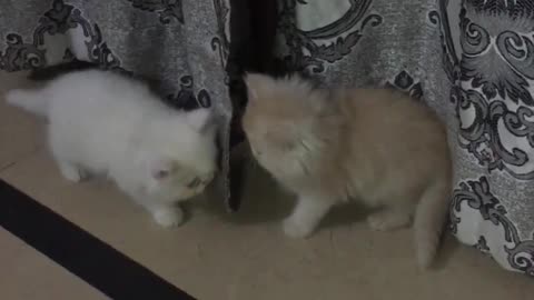 Akira and simba is playing together. How cute is this.
