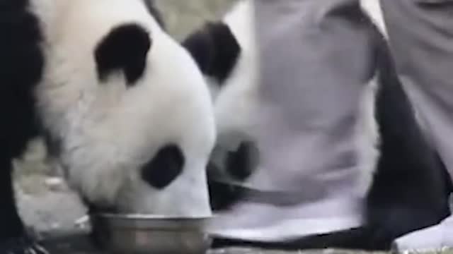 baby panda eating