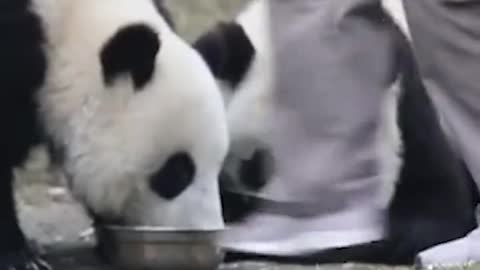 baby panda eating