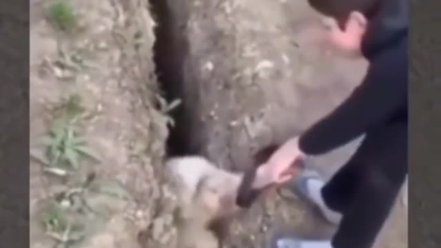 Cute animal behavior makes you happy