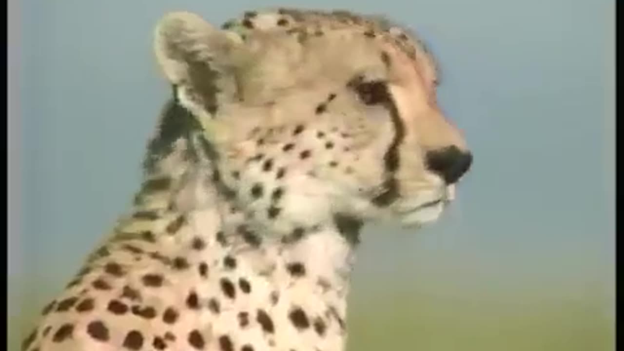 Speedy Cheetah